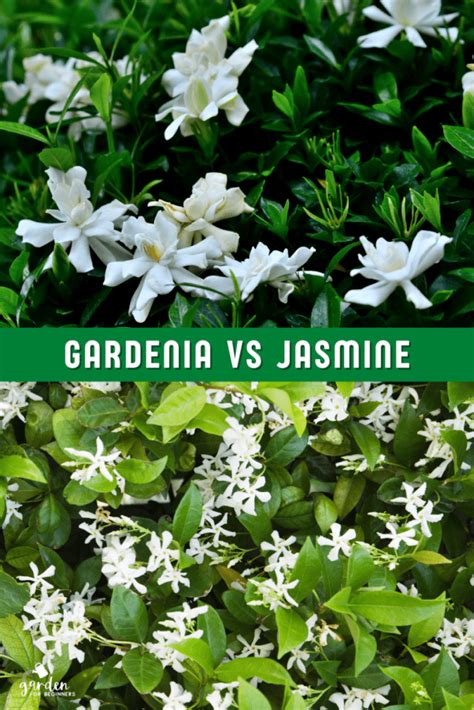 gardenia vs jasmine